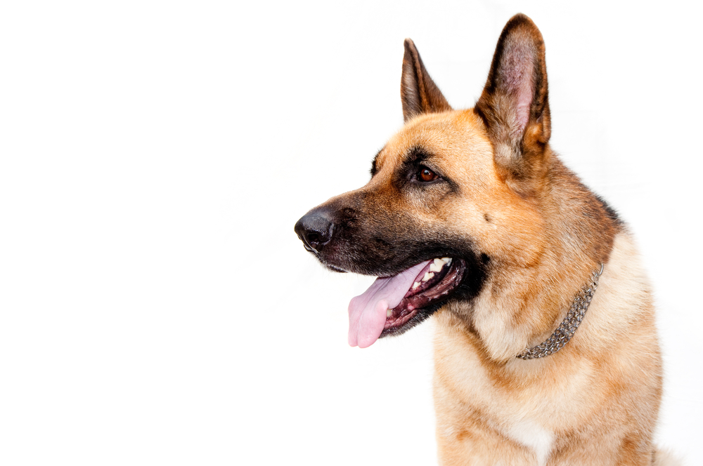 Avoiding Liability As A Guard Dog Owner - German shepard dog